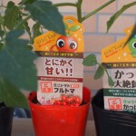 永田農法で実現！今年のベランダ　プランターはプチトマトと、きゅうり